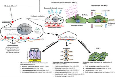 Dental Pulp Stem Cell Mechanoresponsiveness: Effects of Mechanical Stimuli on Dental Pulp Stem Cell Behavior